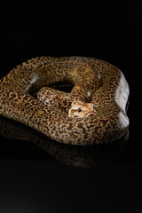 snake on a black background. Carpet python. Animal in the studio