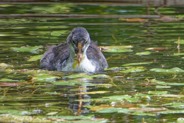 Eurasian coot (Fulica atra), is a member of the rail and crake bird family.