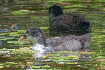 Eurasian coot (Fulica atra), is a member of the rail and crake bird family.