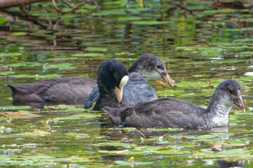 Eurasian coot (Fulica atra), is a member of the rail and crake bird family.