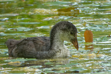 Eurasian coot (Fulica atra), is a member of the rail and crake bird family.