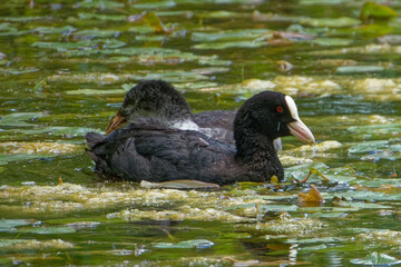 Eurasian coot (Fulica atra), is a member of the rail and crake bird family.