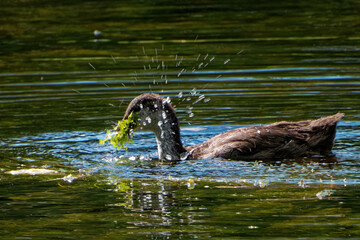Eurasian coot (Fulica atra), is a member of the rail and crake bird family.