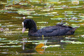 Fototapeta premium Eurasian coot (Fulica atra), is a member of the rail and crake bird family.