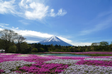 Fuji Mountain with the field of pink moss