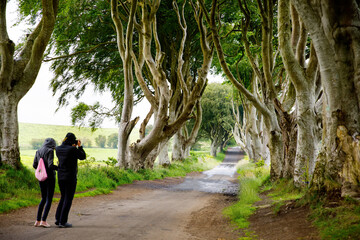 Fototapeta na wymiar Spectacular Dark Hedges in County Antrim, Northern Ireland on cloudy foggy day. Avenue of beech trees along Bregagh Road between Armoy and Stranocum. Empty road without tourists