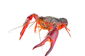 Lobster on a white background