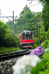 Obraz premium 紫陽花の群生の中を走る列車