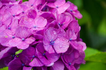 雨に濡れる紫陽花の花