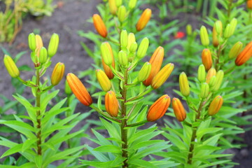 Asian orange lily. Unblown buds on stems. Blooms in the summer in the garden. Large bright flowers. Print for photo wallpaper, decorative pillows.