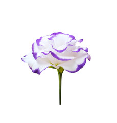 White Lisianthus flower with purple border close up isolated on background , clipping path