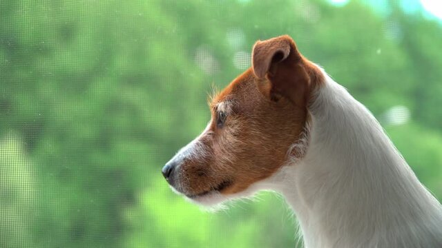 Dog looks at window and barking. Close up of dog head. Alone pet waiting for his owner
