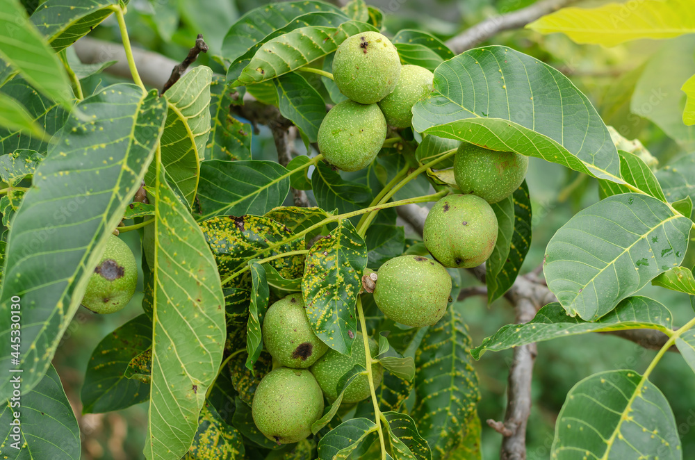 Wall mural Unripe walnuts on branch. Close-up of group of walnuts in green