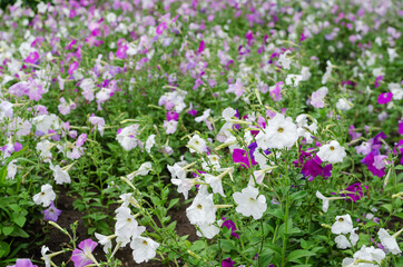 Multicolored petunia flowers in the front yard. White, pink, pur