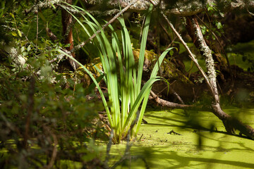 Un iris dans un marais avec des lentilles d´eau vertes tout autour. Il y a du soleil.
