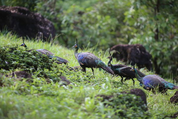 Green peafowl and son