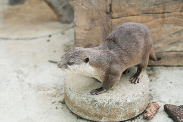 かわいいカワウソ