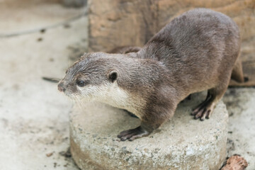 かわいいカワウソ