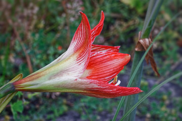 Close up di fiore Amarillis