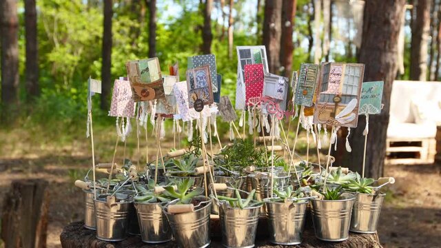 Alpenglow or vera higgins succulents in small decorated galvanized buckets arranged on a stump in pine forest. Pots with succulent aloe flowers as presents for wedding guests on ceremony venue.