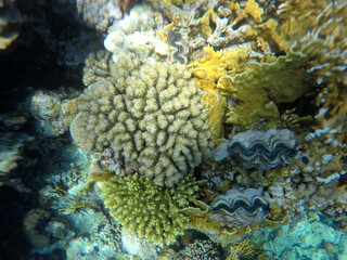 Naklejka na ściany i meble Stunning undersea coral reef view, Red Sea, Egypt, Sharm El Sheikh