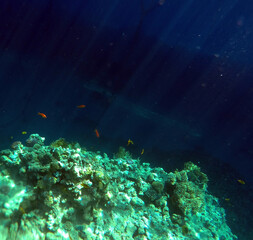 Stunning undersea coral reef view, Red Sea, Egypt, Sharm El Sheikh