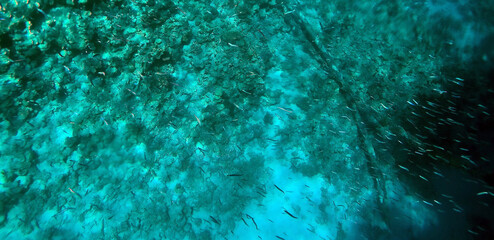 Stunning undersea coral reef view, Red Sea, Egypt, Sharm El Sheikh