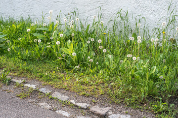 blow balls in a meadow alongside a facade