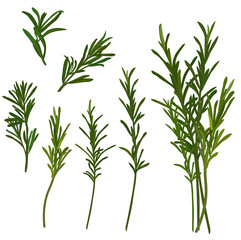 Rosemary vector stock illustration. A set of green sprigs of spices and seasonings for cooking. Isolated on a white background.