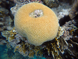 Stunning undersea coral reef view, Red Sea, Egypt, Sharm El Sheikh