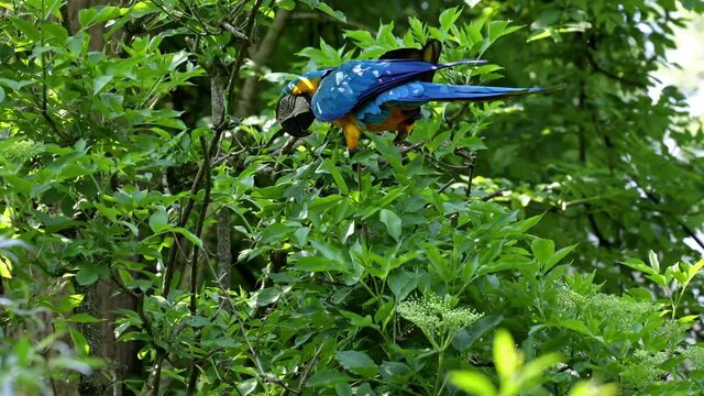 The Blue-and-yellow Macaw, Ara ararauna also known as the blue-and-gold macaw, is a large South American parrot with mostly blue top parts and light orange underparts