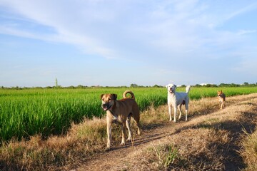 puppy is walking happily in the rice field on natural light background.