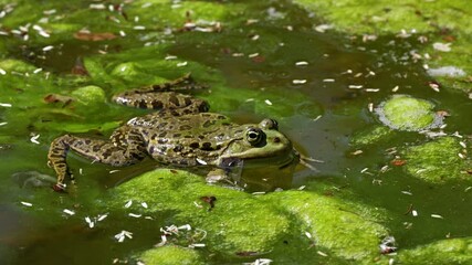 Common frog, Rana temporaria, single reptile croaking in water, also known as the European common frog or European grass frog, is a semi-aquatic amphibian of the family Ranidae