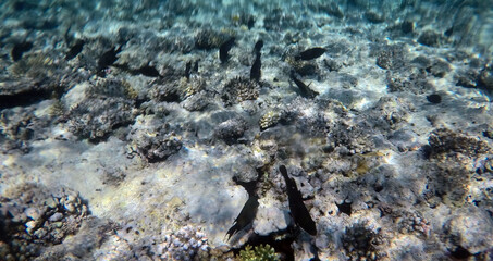 Stunning undersea coral reef view, Red Sea, Egypt, Sharm El Sheikh