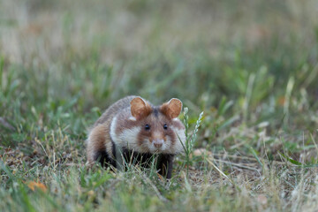European hamster in the meadow. Hamster with full cheek. Wildlife in the Vienna cemetery.