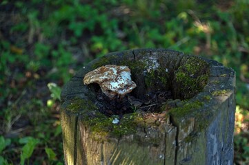 Mushrooms grow on the stump of a dead tree