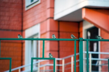 Fototapeta na wymiar Sparrows sit on the fence near the house