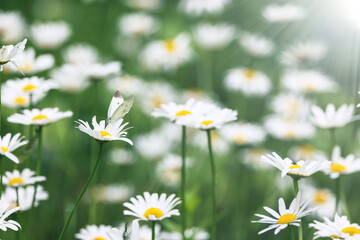 フランス菊の蜜を吸うモンシロチョウ