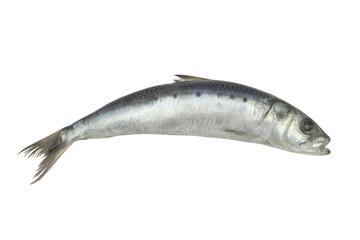Raw sardine fish isolated on white background