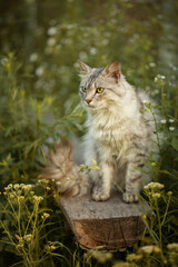 Naklejka na ściany i meble Photo of a fluffy gray cat in the green grass.