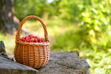 Fototapeta na wymiar Wild raspberries in basket. Fresh ripe red wild berries harvest in summer forest. Healthy and vitamin seasonal food. Summer berry harvest.