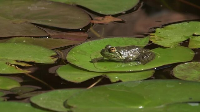 A green bullfrog sitting in the sunshine on a lily pad surrounded by round green leaves and water. Zoom in.