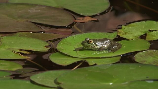 A green bullfrog sitting in the sunshine on a lily pad surrounded by round green leaves and water.