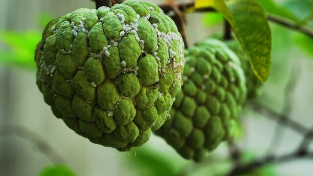 Close up on tropical custard apple fruit on tree branch infected by mealybugs
