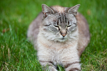 Cat lying and resting on the grass in the backyard, portrait.