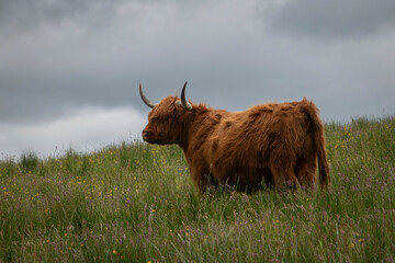 Majestic Highland cattle on the grasslands of the Isle of Skye