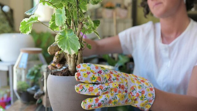 Anonymous female gardener planting green plant in pot in flower shop