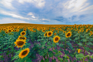 Fototapeta premium landscape with an agricultural field of sunflower on a summer day