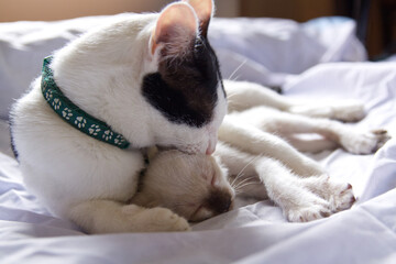 cat sleeping on the bed