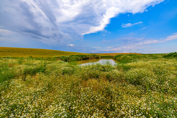 landscape with a small lake in summer and many flowers on the shore.